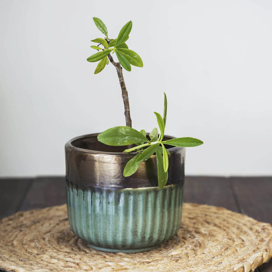 Handmade Green-Gold Ceramic Planter with Drainage Hole | Green - Gold Small Planter Pot