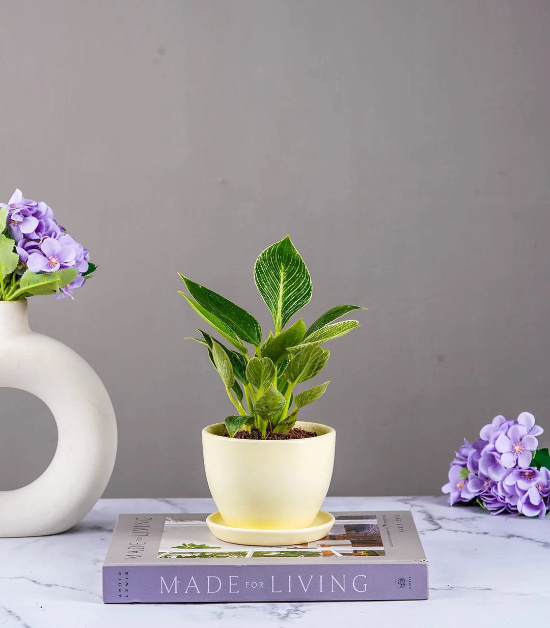 Ceramic Planter | Modern Design Millennial Ceramic Pot