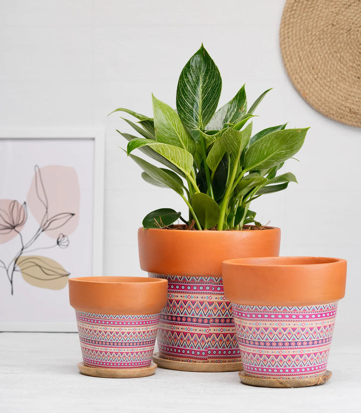 Terracotta Plant Pots Combo | Basica' Pink Terracotta Plant Pots Combo with Wooden Bottom Tray