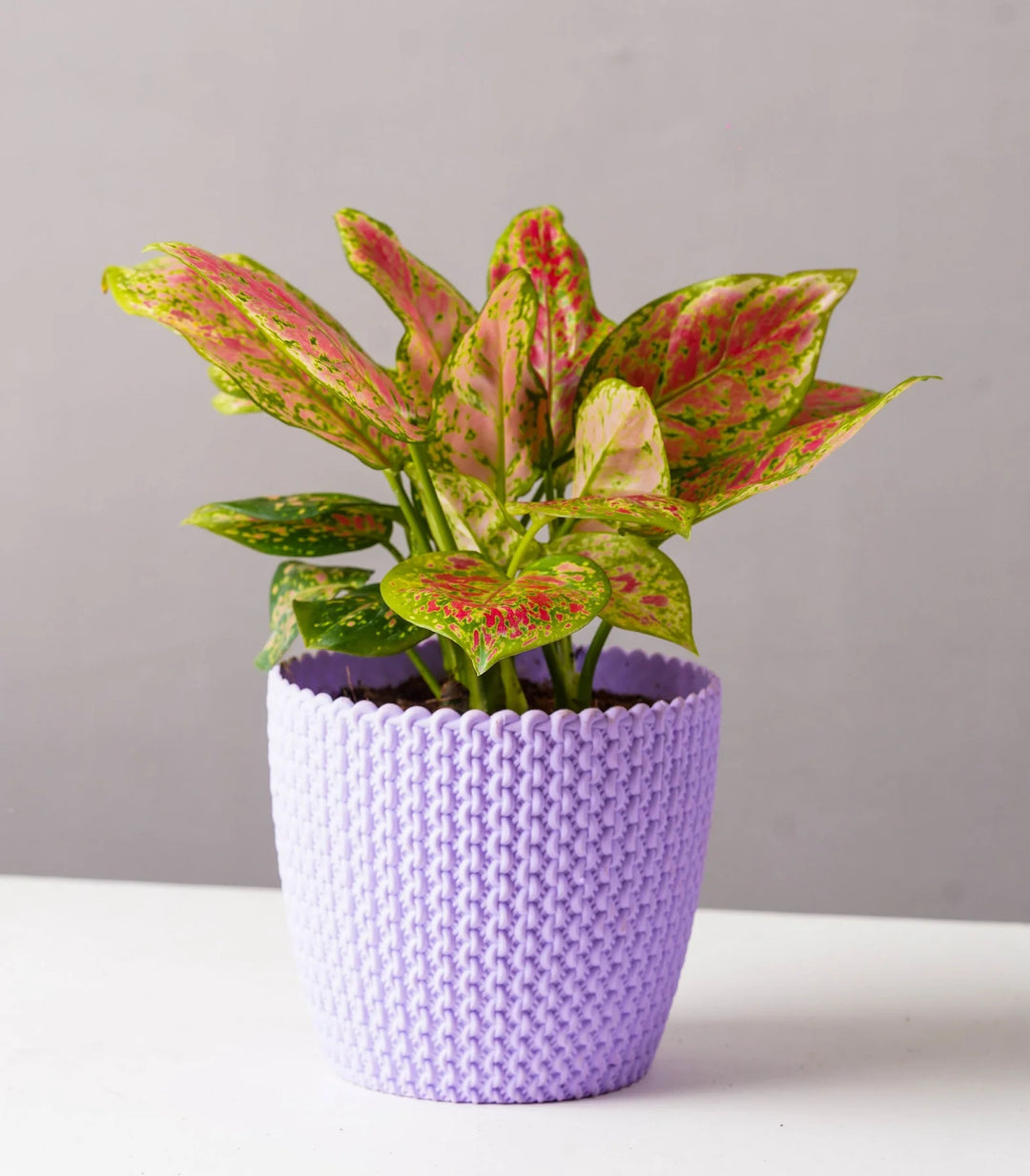 Textured Fiber Planters Pack | Textured Purple Purl Fiber Planters Pack