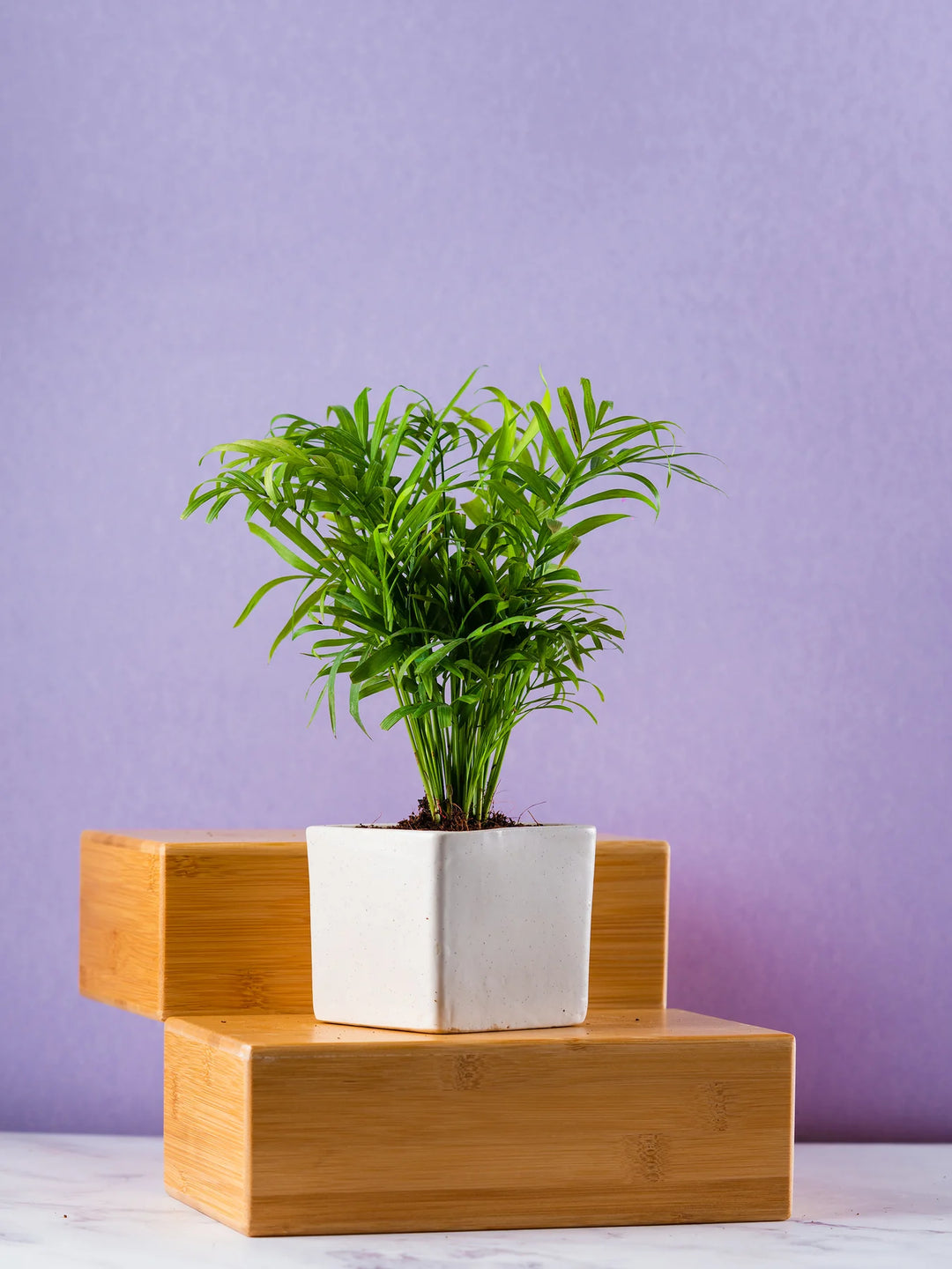 Indoor Plant Ceramic Pots with Drainage | White Ceramic Pots for Indoor Plants (Set of 2)