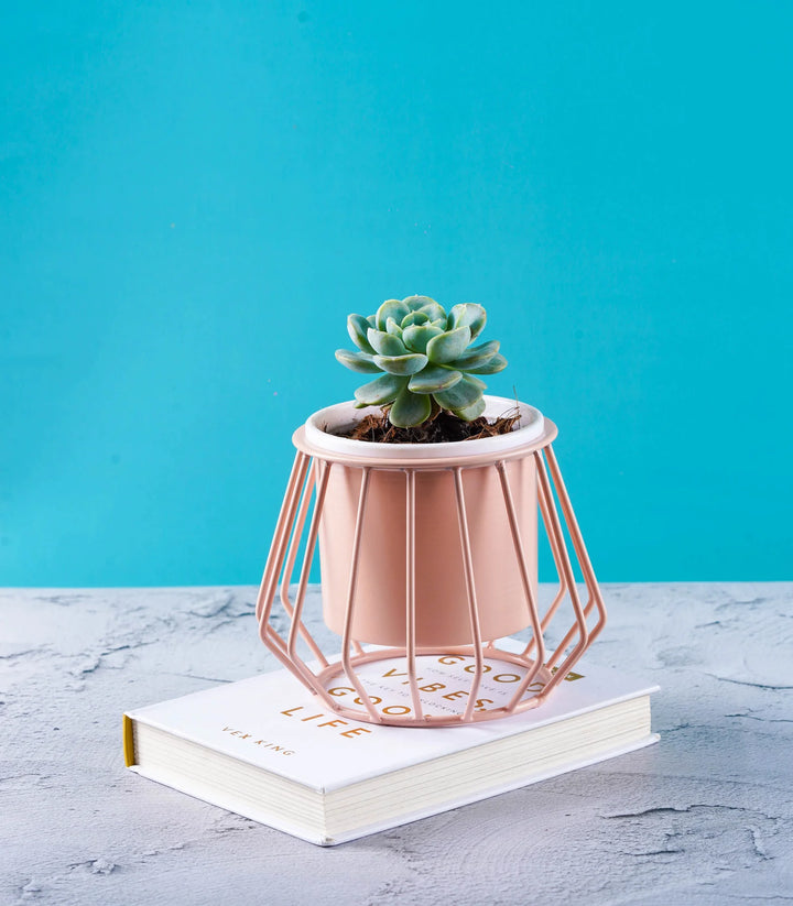 Ottoman Metal Stands With Planters | Diamond & Round Shape Ottoman Metal Stands With Planters