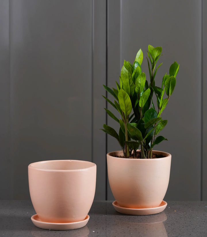 Ceramic Pot | Premium Blush Pink Millennial Ceramic Pot