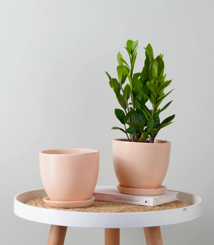 Ceramic Pot | Premium Blush Pink Millennial Ceramic Pot